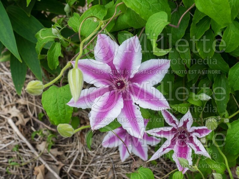 Clematis Carnaby (Clematis) 2 