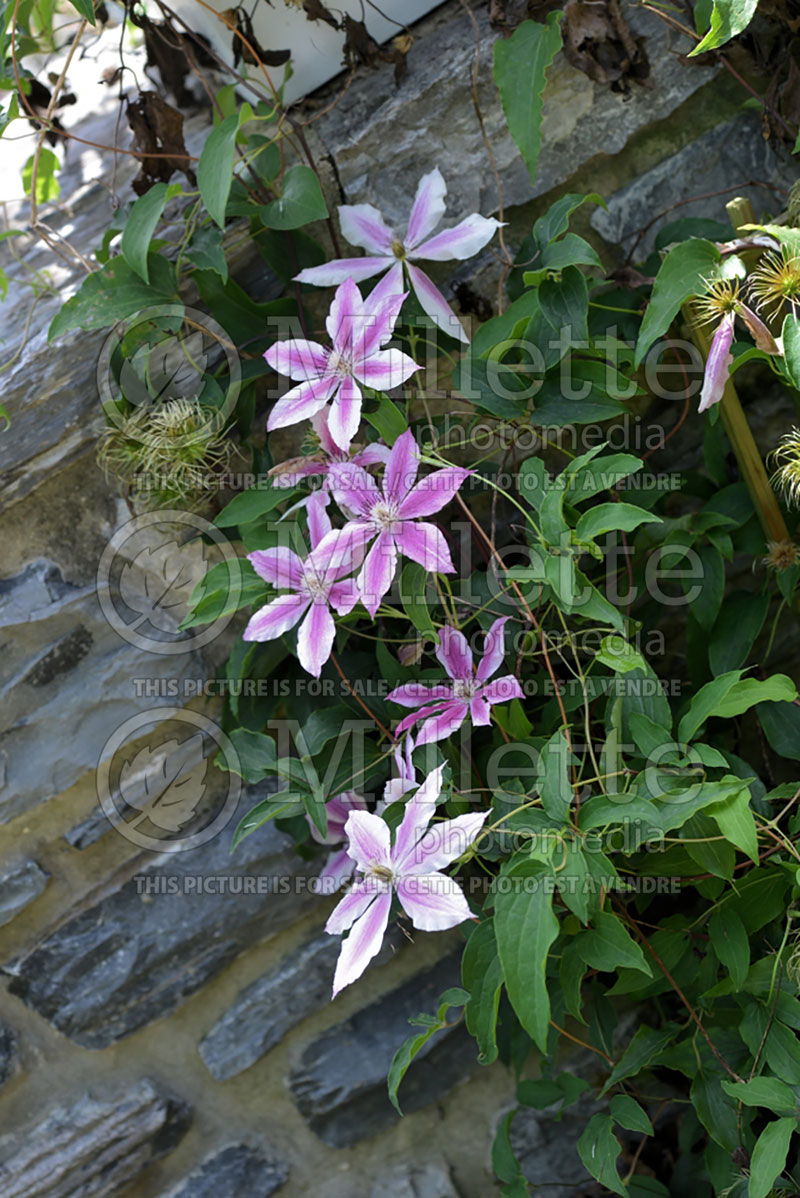 Clematis Carnaby (Clematis) 1 