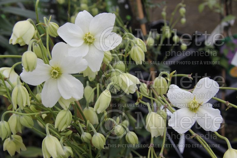 Clematis Avalanche (Clematis) 1 