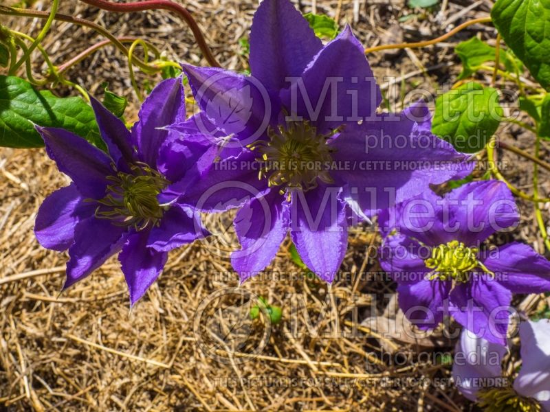 Clematis Cezanne (Clematis) 1 