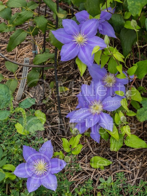 Clematis Cezanne (Clematis) 2 