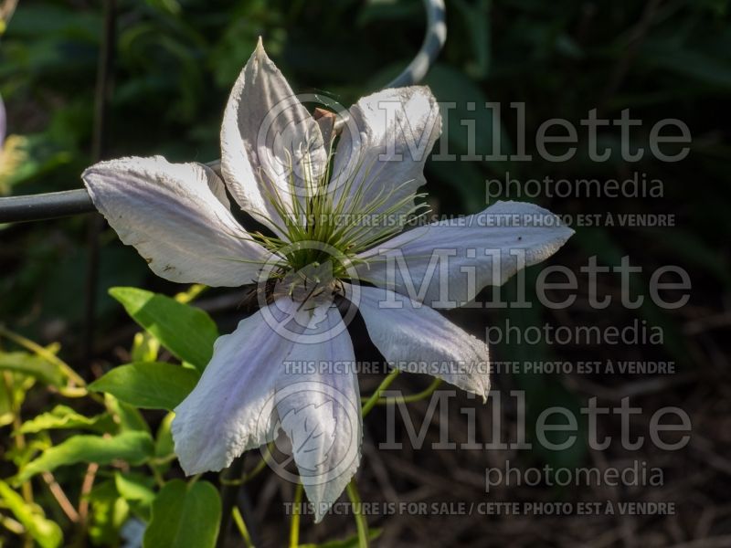 Clematis Chelsea (Clematis) 1 