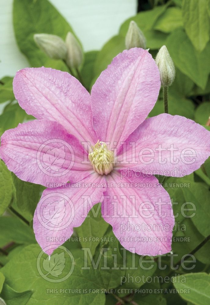 Clematis Comtesse de Bouchaud (Clematis)  2