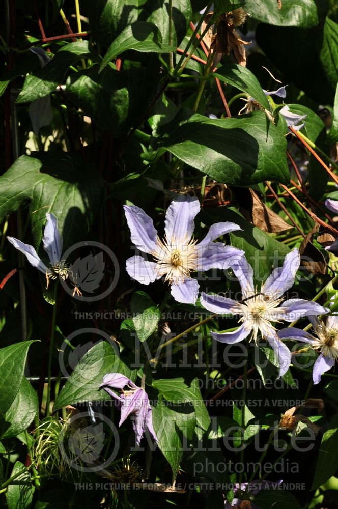 Clematis Country Rose or Zocoro (Clematis) 3 