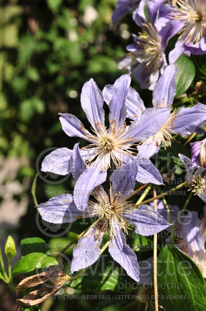 Clematis Country Rose or Zocoro (Clematis) 1 