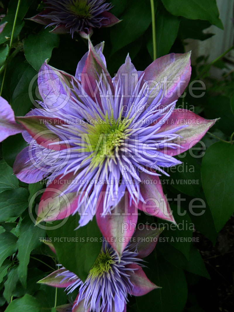 Clematis Crystal Fountain or Evipo 038 or Fairyblue (Clematis) 2 