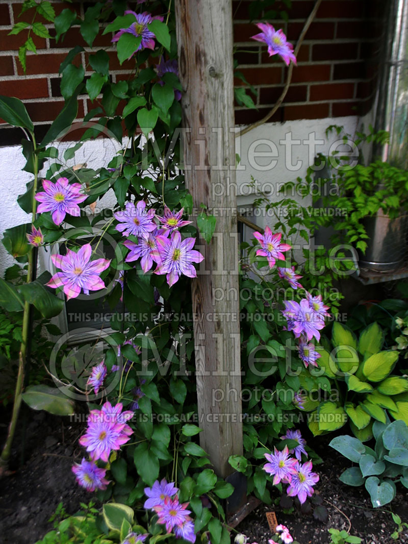 Clematis Crystal Fountain or Evipo 038 or Fairyblue (Clematis) 4 