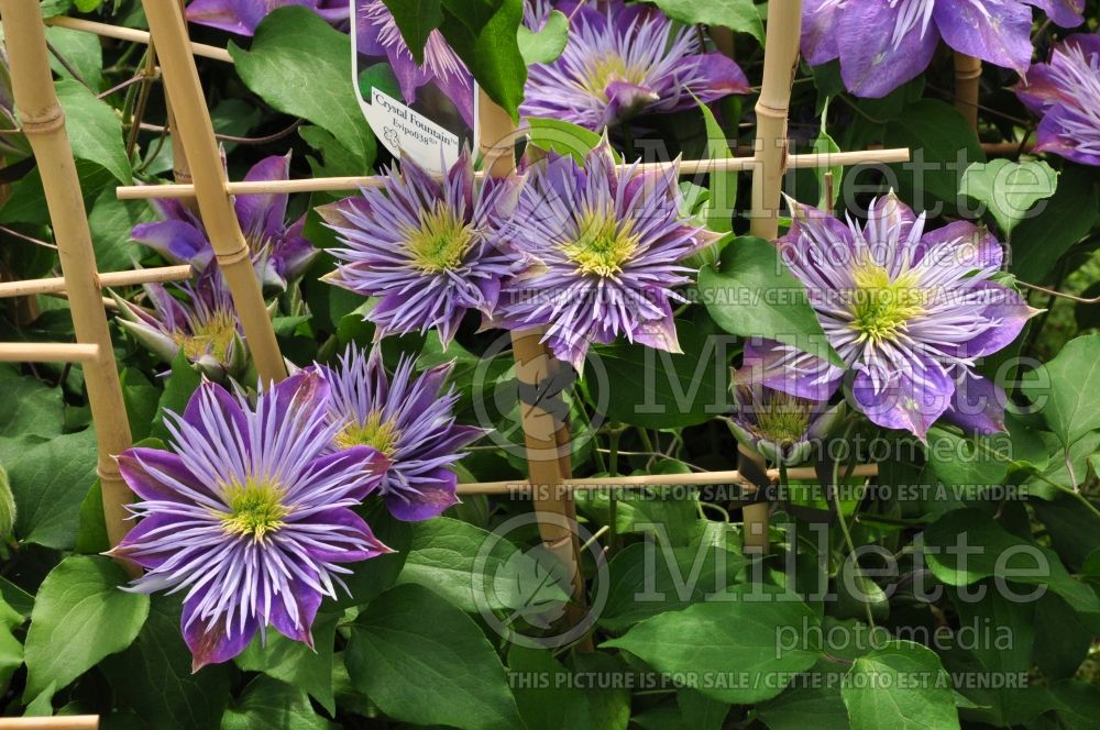 Clematis Crystal Fountain or Evipo 038 or Fairyblue (Clematis) 3 