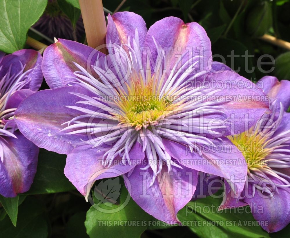 Clematis Crystal Fountain or Evipo 038 or Fairyblue (Clematis) 6 