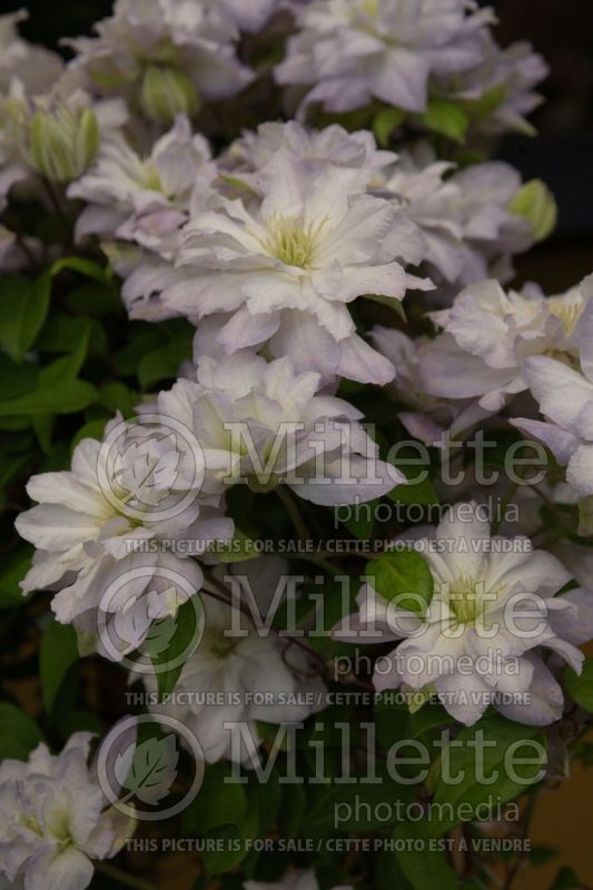 Clematis Diamond Ball (Clematis) 2 