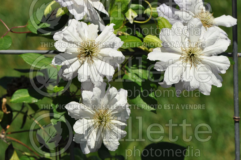 Clematis Diamond Ball (Clematis) 1 