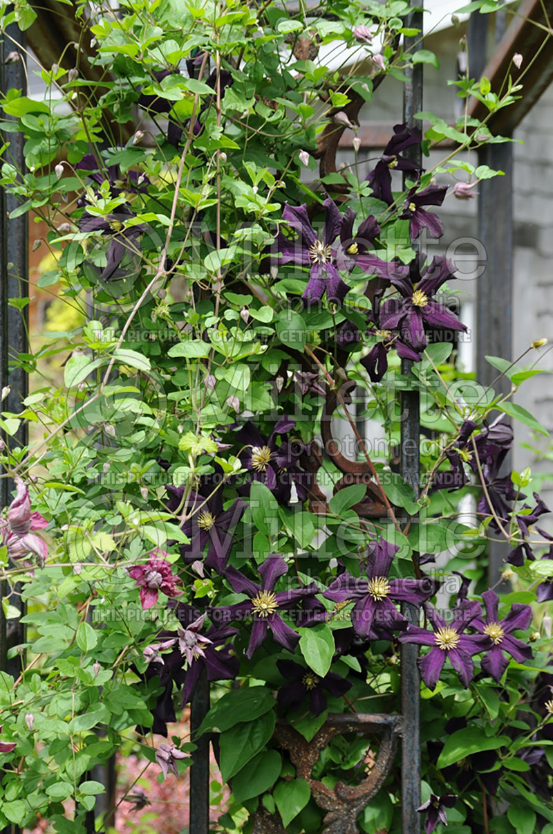 Clematis Dominika (Clematis) 1 