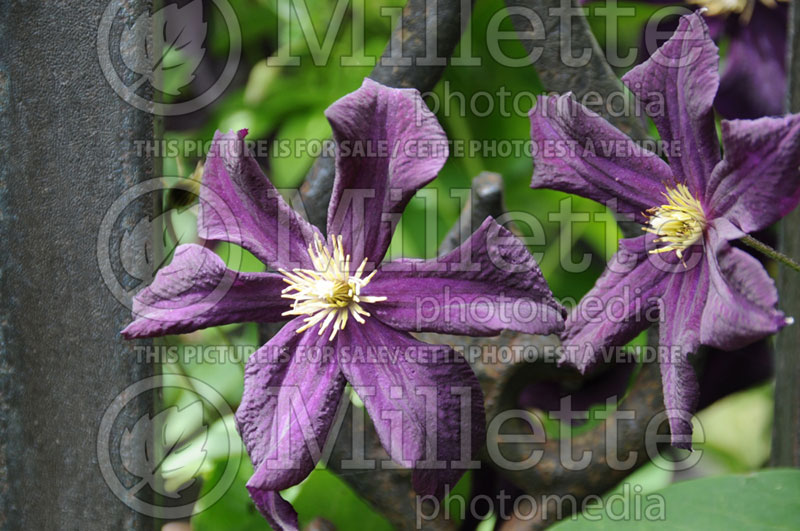 Clematis Dominika (Clematis) 2 