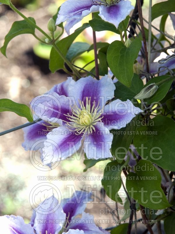 Clematis Dr Ruppel (Clematis) 9 