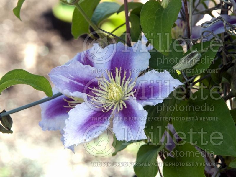 Clematis Dr Ruppel (Clematis) 10