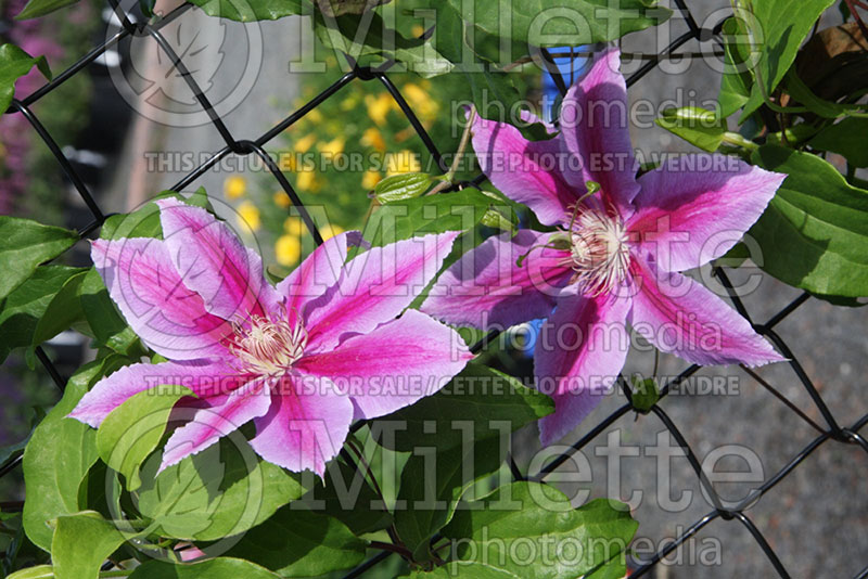 Clematis Dr Ruppel (Clematis) 2 