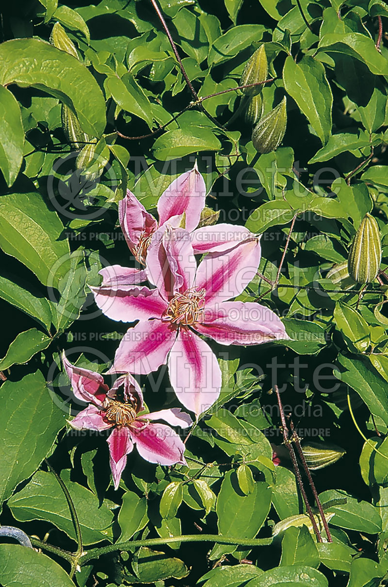 Clematis Dr Ruppel (Clematis) 4 