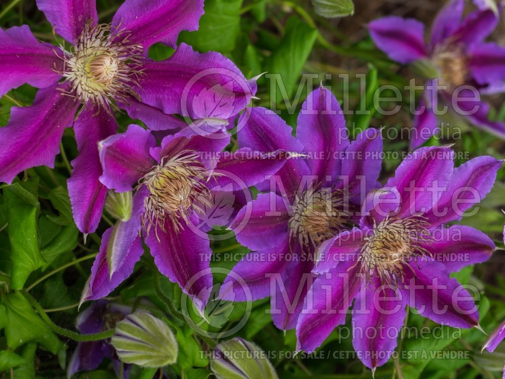 Clematis Dr Ruppel (Clematis) 6 