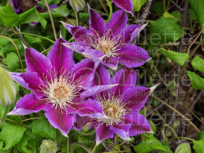 Clematis Dr Ruppel (Clematis) 7 