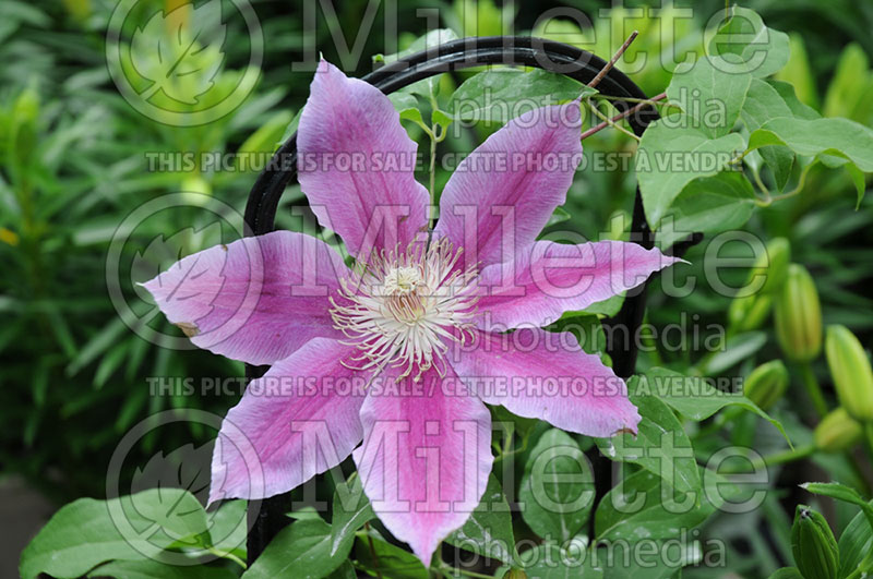 Clematis Dr Ruppel (Clematis) 1 