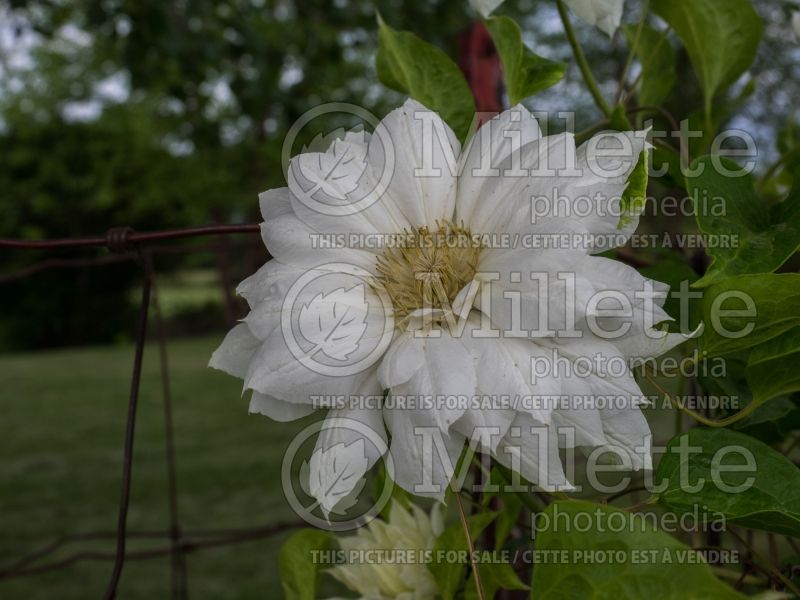 Clematis Duchess of Edinburgh (Clematis) 3 