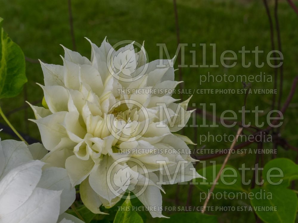 Clematis Duchess of Edinburgh (Clematis) 1 