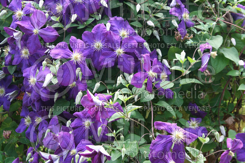 Clematis Etoile Violette (Clematis) 1 