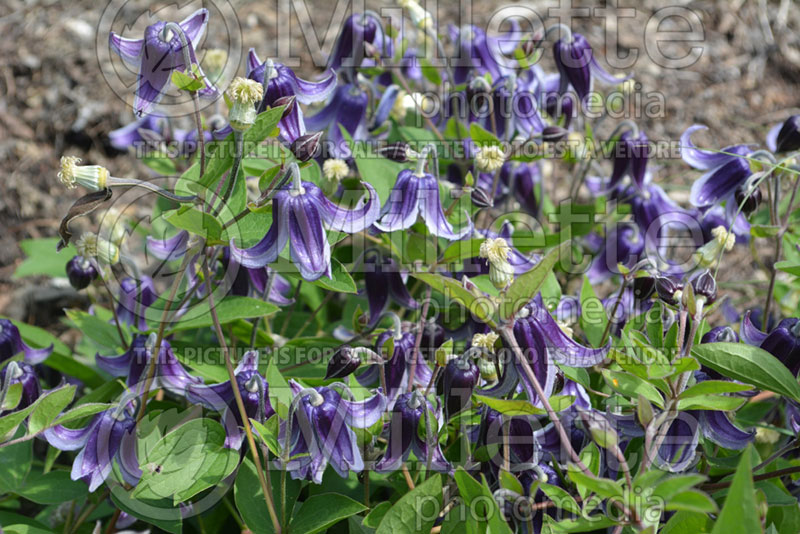 Clematis Fascination (Clematis) 1 