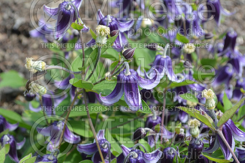 Clematis Fascination (Clematis) 2 