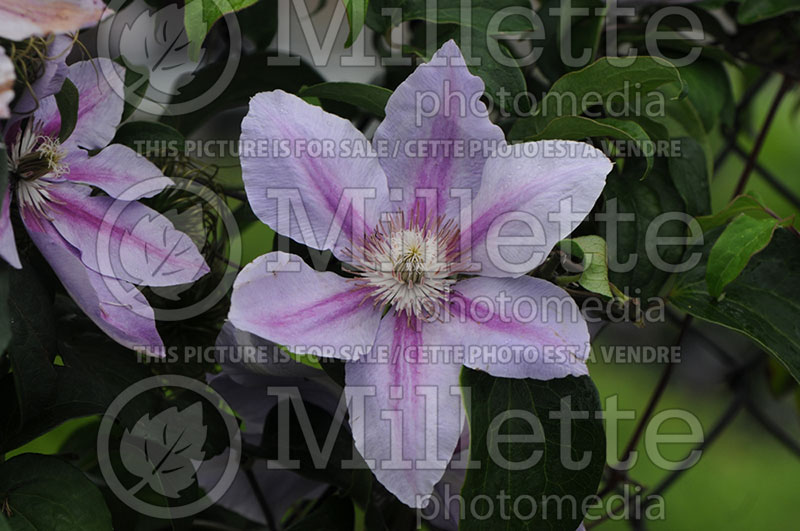 Clematis Fireworks (Clematis) 1 