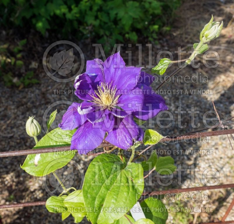 Clematis Franziska Maria (Clematis) 2 