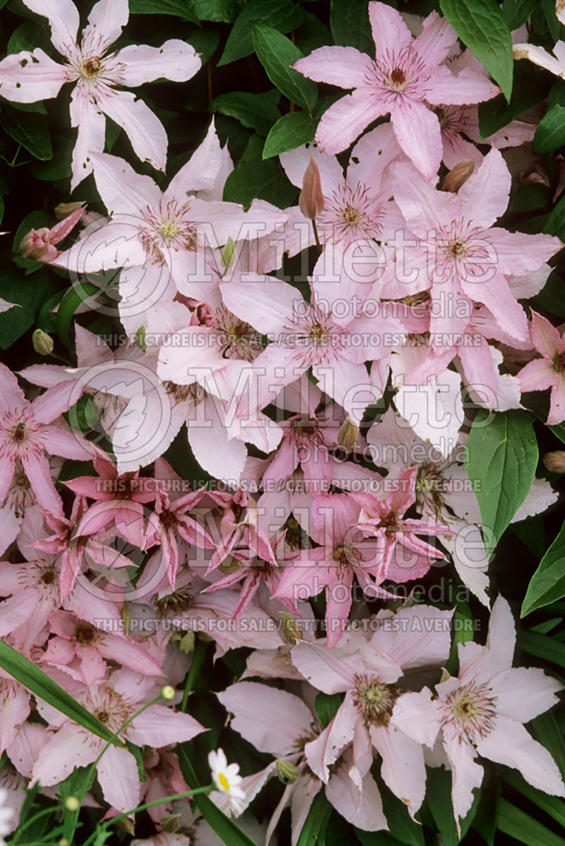 Clematis Hagley Hybrid (Clematis) 1 