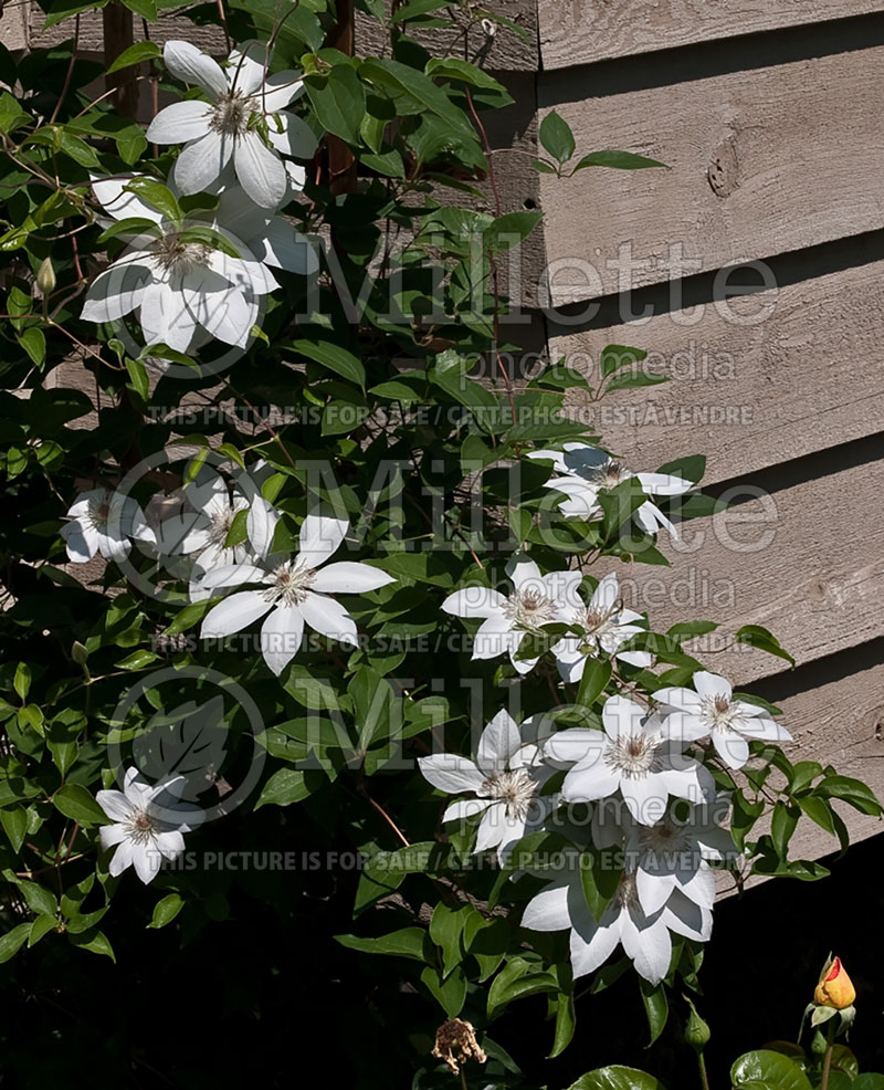 Clematis Henryi (Clematis) 5 