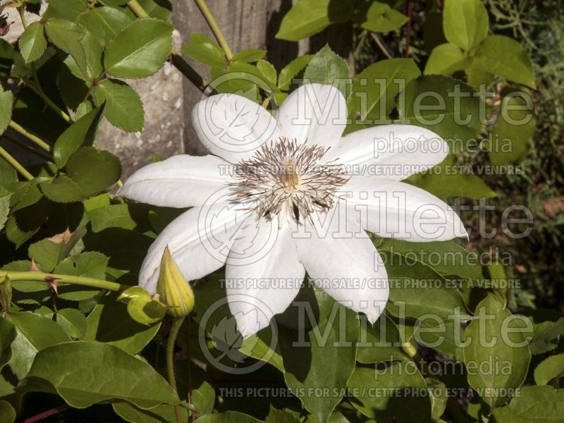 Clematis Henryi (Clematis) 7 