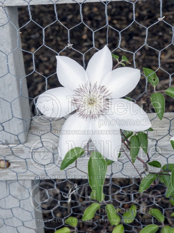 Clematis Henryi (Clematis) 6 