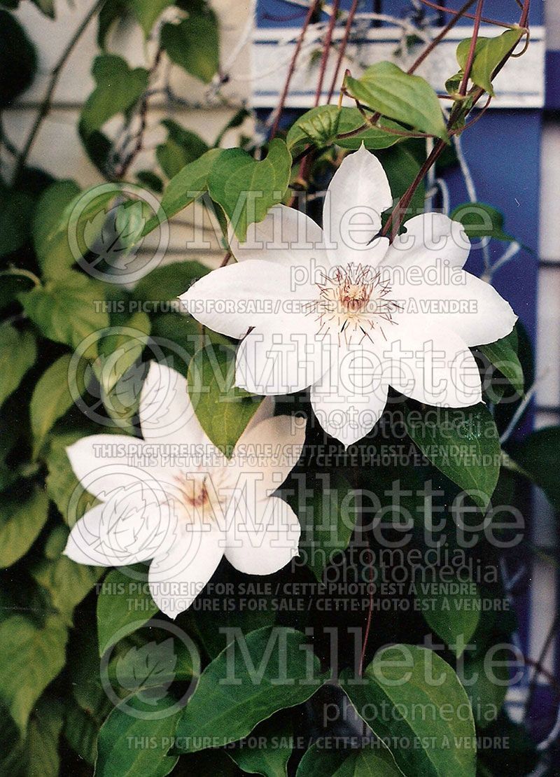 Clematis Henryi (Clematis) 1