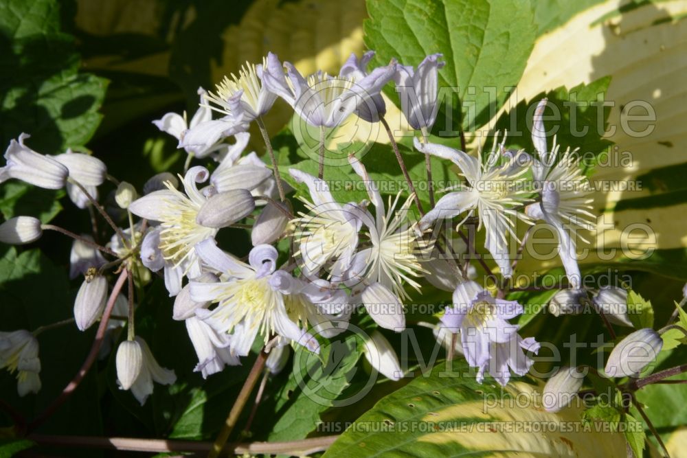 Clematis Côte d’Azur (Clematis) 3  