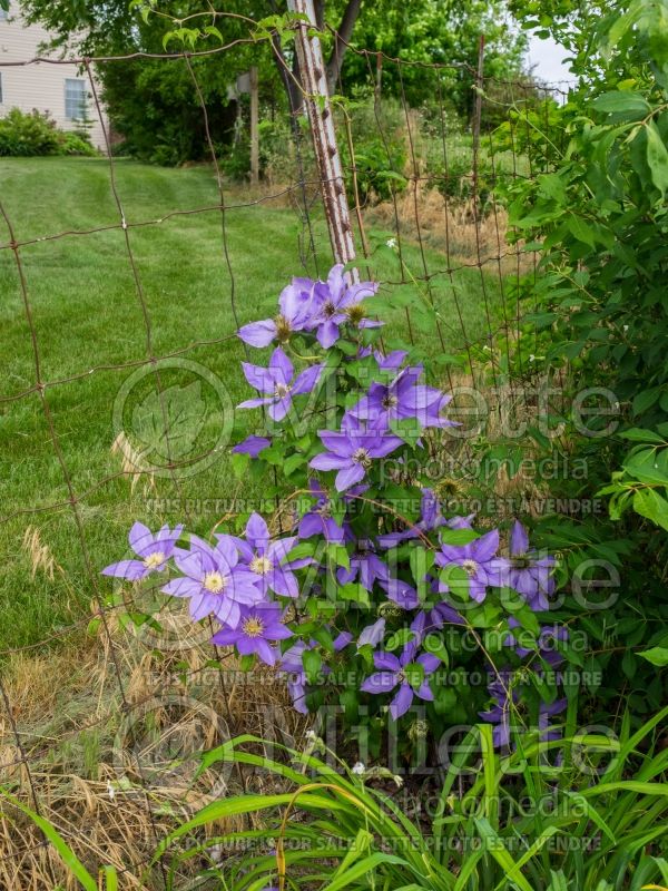 Clematis H. F. Young (Clematis) 2 