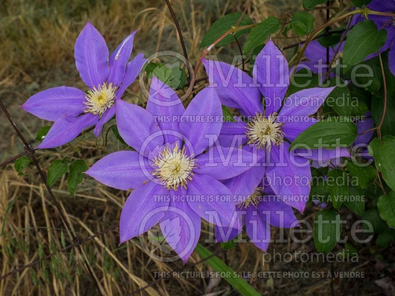 Clematis H. F. Young (Clematis) 3 