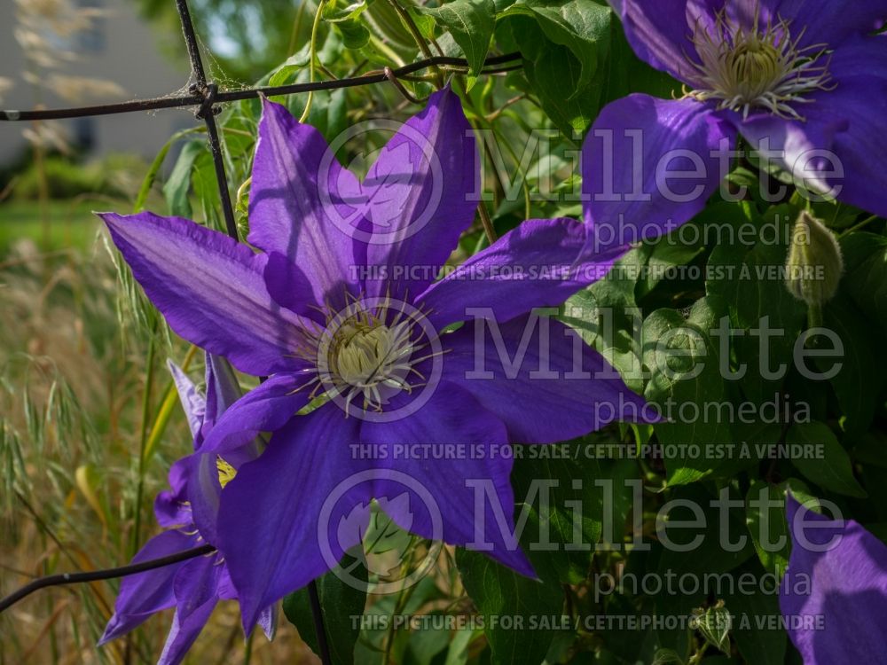 Clematis H. F. Young (Clematis) 4 