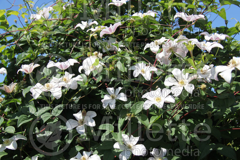 Clematis Huldine (Clematis) 1 