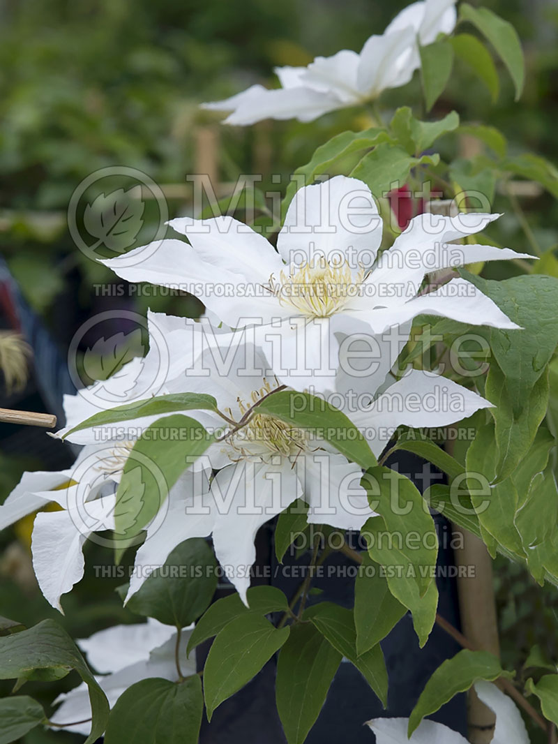 Clematis Hyde Hall or Evipo009 (Clematis) 4 