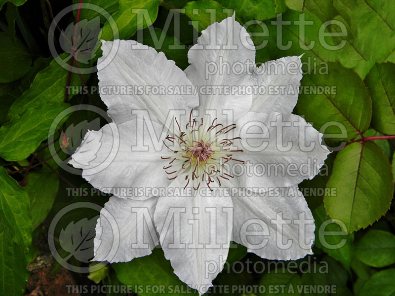 Clematis Hyde Hall or Gardini or Evipo009 (Clematis) 2 