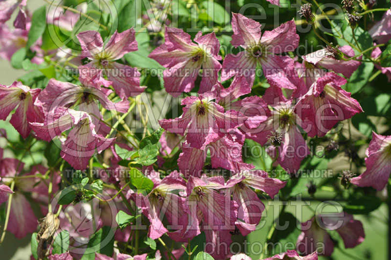 Clematis I Am Happy or Zoiamha (Clematis) 1 