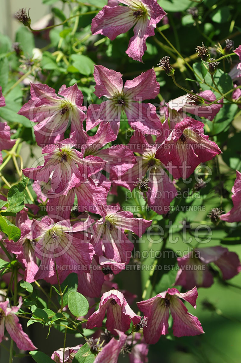 Clematis I Am Happy or Zoiamha (Clematis) 2 