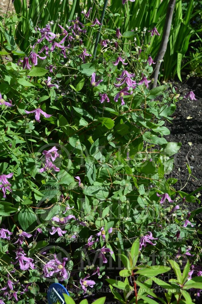 Clematis Rosea (Clematis) 1 