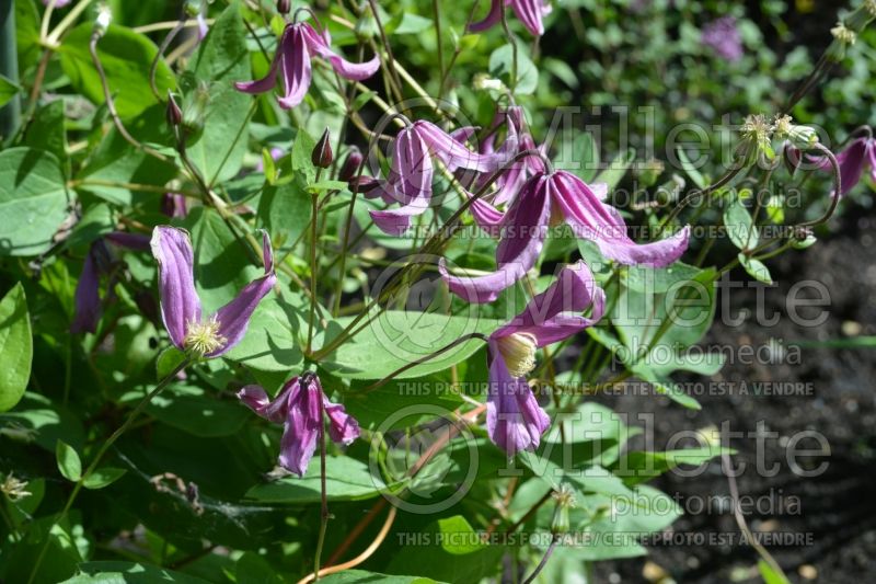 Clematis Rosea (Clematis) 2 