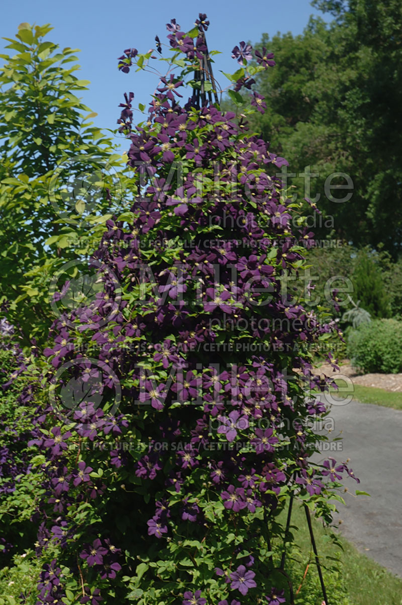 Clematis Jackmanii (Clematis) 6 