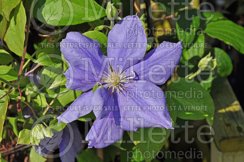 Clematis Gipsy Queen (Clematis) 1 