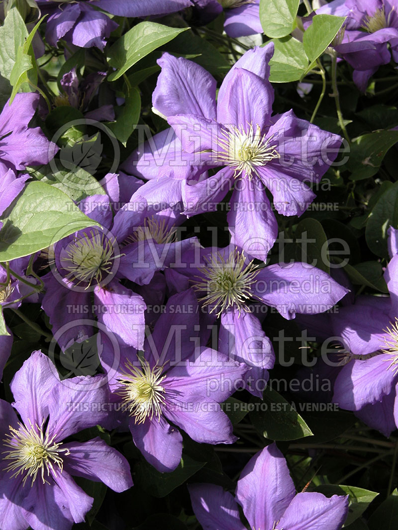 Clematis Jackmanii (Clematis) 4 